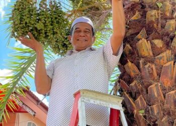 ZULKIFLE Ali menunjukkan pokok kurma Ajwa yang mula berbuah di halaman rumahnya di Alor Hijau, Pasir Puteh, Kelantan. – UTUSAN/TOREK SULONG