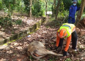 LEMBU yang terjatuh dalam longkang di Kampung Pulau Sebang, Alor Gajah, Melaka. UTUSAN/ DIYANATUL ATIQAH ZAKARYA