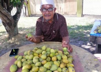 KHAIRUDIN Mohd. Sidek membersihkan buah mangga telur sebelum dibungkus dan diletakkan di pagar rumahnya untuk disedekahkan kepada orang ramai di  Kampung Pandan Jaya di Rhu 10, Penarik, Setiu, Terengganu.