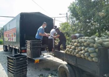 NANAS Moris diisi ke dalam lori FAMA untuk dipasarkan bagi membantu pekebun kecil yang berhadapan masalah lambakan buah tersebut di Kampung Parit Baru, Pontian, Johor.