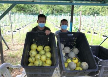 SUFIAN Ahmad (kanan) dan Mohd. Zahid Mohd. Yaacob menunjukkan buah melon yang diusahakan mereka
di Taman Agropolitan Rantau Manis, Gua Musang, Kelantan semalam.  UTUSANAIMUNI TUAN LAH